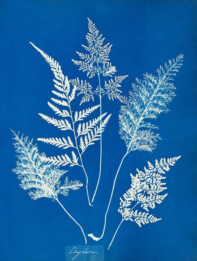 Work by Anna Atkins, a 19th-century botanist. Sort of photo without a camera.